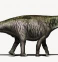 This is <I>Brontosaurus</I> as researchers see it today -- with a <I>Diplodocus</I>-like head.