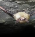 A northern long-eared bat was affected by white-nose syndrome in Illinois.