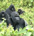 This is a family of mountain gorillas from the Virunga volcanic mountain range on the borders of Rwanda, Uganda and the Democratic Republic of Congo.