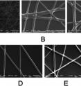 This is a spidroin fiber matrix captured with a microscope.