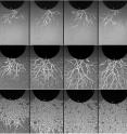 These are frames from a high-speed video of a metal object slamming into a bed of artificial soil, sand or rock. Shown at slow (top), medium (middle) and high impact speeds (bottom), the changing impact forces illuminated in each frame help explain why soil and sand get stronger when they are struck harder.