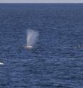 Western gray whales were tagged.