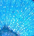 This is an image of cells within poplar trees which were modified to increase the rate of cell division.