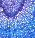 This image shows a section of a poplar tree that has had its genes modified so cells divide quicker.