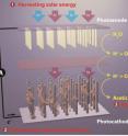 This break-through artificial photosynthesis systems has four general components: (1) harvesting solar energy, (2) generating reducing equivalents, (3) reducing CO2 to biosynthetic intermediates, and (4) producing value-added chemicals.