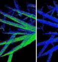 Chemical phase map shows how the electrochemical discharge of iron fluoride microwires proceeded from 0 percent discharge (left), to 50 percent (middle), to 95 percent (right).