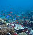 Shown are reef fish on the Great Barrier Reef.