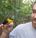 Wake Forest University biologist Matthew Fuxjager studies golden-collared manakins.