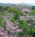 This image shows a tropical forest tree canopy, Barro Colorado island, Panama. High biodiversity tropical forest may be the result of a struggle between plants, the diseases that infect them, and the insects and animals that eat them. Parker et al., by proposing that the degree of genetic relationship between plant community members affects the outcome of disease outbreaks, come one step closer to a model that predicts disease outcomes.