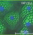 These are fluorescence micrographs of fat and endothelial cells superimposed on differential-interference and phase-contrast images, respectively. The nuclei are stained blue in the micrographs. The image on the right is a picosecond-ultrasonic image of a single endothelial cell with approximately 1-micron lateral and 150-nanometer depth resolutions. Deep blue corresponds to the lowest ultrasonic amplitude.