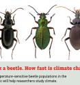 McGill researchers believe that Arctic beetles may prove to be ideal markers of climate change, since any changes in climate that affect the soil, plants and animals on which the beetles depend are likely to be quickly reflected in changes in the beetle communities.