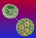This is an infected red blood celll showing knob with breakout of cytoskeleton network.