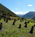 Barley cultivation in Jiuzhaigou National Park hasn't changed much in nearly 2,000 years. The park is located in the Min Shan mountain range, Northern Sichuan in South Western China.