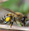 Matthew Webster and Andreas Wallberg at Uppsala University, have studied recombination in honeybees.