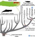 This is the evolutionary tree of sperm whales, showing the relationships of extinct and living species, and when reduction of the spermaceti organ took place.