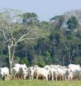 Historically, expansion of cattle pastures has driven deforestation in the Brazilian Amazon, where these pastures cover about two-thirds of all the deforested land. A new study led by the University of Wisconsin-Madison's Holly Gibbs shows that market-driven "zero deforestation agreements" have dramatically influenced the behavior of ranchers and the slaughterhouses to which they sell.