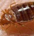 This is an adult bed bug, <i>Cimex lectularius</i>.