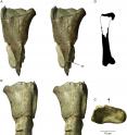 Stereopairs of UWBM 95770 in posterior (A), anterior (B) view. Proximal view (C) of UWBM 95770, with arrow indicating anterior direction. Silhouette of complete theropod femur (D) based on the tyrannosaurid Daspletosaurus torosus (TMP 2001.36.01), with corresponding portion of UWBM 95770 highlighted. Abbreviations: 4tr, fourth trochanter; in, matrix infilling of hollow marrow cavity.