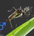 Virginia Tech scientists identify a genetic switch called Nix in Aedes aegypti  mosquitoes that underlies the difference between males and females.