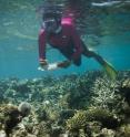 A WCS scientist recording data on coral cover in coastal Kenya. A new climate stress model using both environmental data and field observations provides scientists with a more accurate predictive tool than more widely used models based on solely temperature and coral survival thresholds, according to a new study by WCS and other groups.