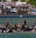 The restoration of formerly endangered species is raising conflict in some places. One example: the return of gray seals to coastal Massachusetts. Here, gray seals (<i>Halichoerus grypus</i>) bicker at a sandy haulout in Chatham Harbor, Cape Cod during the summer of 2013. A new study by scientists at the University of Vermont and Duke University explores strategies to better manage and celebrate the recovery of these animals.