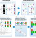 Tufts University biologists developed an artificial intelligence system that for the first time reverse-engineered the regeneration mechanism of planaria--the small worms whose extraordinary power to regrow body parts makes them a research model in human regenerative medicine. The discovery presents the first model of regeneration discovered by a non-human intelligence and the first comprehensive model of planarian regeneration, which has eluded human scientists for a century.