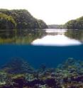 Palau's beautiful coral reefs are surprisingly resistant to the effects of ocean acidification.