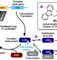 Circadian rhythm generated by feedback loop and the action of the period-lengthening molecule KL001 is illustrated.