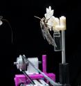 A hawkmoth with its proboscis extended approaches a robotic flower on which another hawkmoth has already landed. The research shows that the creatures can slow their brains to improve vision under low-light conditions -- while continuing to perform demanding tasks.