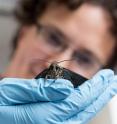 Georgia Tech researcher Simon Sponberg holds a hawkmoth (<i>Manduca sexta</i>). Research on this hummingbird-sized insect shows that the creatures can slow their brains to improve vision under low-light conditions -- while continuing to perform demanding tasks.