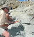 Researchers work at the fossil site in New Zealand.