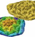 This is a computer model and virtual development of the tooth plate of <i>Romundina stellina</i>, with colors gold through purple indicating the first up to the final tooth addition.