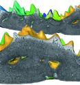 This is a virtual section through the tooth plate of <i>Romundina stellina</i>, with colors gold through purple indicating the first up to the final tooth addition.