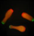Flourescent coral larvae were use in experiments to determine that coral have the ability to adapt to climate change.
