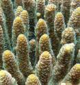 Many adult corals, like  <i>A. millepora</i> shown here, can produce offspring who will have one parent from cooler water and one from warmer water. Larvae then inherit a trait that helps them adapt to warming oceans, scientists have found.