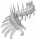 This is <i>Collinsium ciliosum</i>, a Collins' monster-type lobopodian from the early Cambrian Xiaoshiba biota of China.