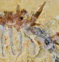 This is <i>Collinsium ciliosum</i>, a Collins' monster-type lobopodian from the early Cambrian Xiaoshiba biota of China.