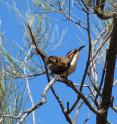 This is a chestnut-crowned babbler.