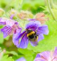 By analyzing 110 years of biological observations across North America and Europe, a new picture of climate change impacts emerges. As temperatures warm, bumblebee species are declining rapidly from warm areas but failing to colonize new areas in the north. This picture shows a red-tailed bumblebee from Denmark.