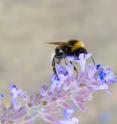 This buff-tailed bumblebee in Nottingham is visiting catmint flowers, sipping nectar and moving pollen from one plant to another. Bees perform this ecosystem service efficiently. Rapid climate change is linked to widespread losses in this evolutionarily unique group of vital pollinators.