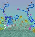 Wet adhesion to a mica surface: A cationic amine (pink) penetrates the hydration layer, evicting potassium ions (gold balls) and preparing the mica surface for hydrogen bonding (green aura).