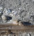 A least tern chick moves away from an unhatched sibling egg on Andrews Island, Georgia.