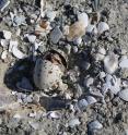 A least tern hatchling emerges from its egg.