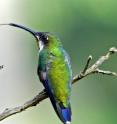 A juvenile male Black-throated Mango hummingbird (<em>Anthracothorax nigricollis</em>) extends his tongue after feeding. A hummingbird can extend its tongue twice the length of the bill to reach the nectar inside flowers.