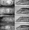 Female and male mosquitofish genitalia in different Bahamian locations show contrasts between living in waters with and without the threat of predation.