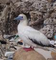 This is a red-footed booby on Christmas Island.