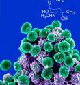 <em>Staphylococcus epidermidis</em> is increasingly emerging as a cause of multi-resistant hospital-acquired infections. The ability to quickly judge whether a bacteria is resistant to antibiotics could make a major difference in a patient's treatment. Arizona State University team has a solution.