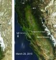 These two natural-color satellite images of the snow cover in the Sierra Nevada in California and Nevada show the last year with average winter snowfall, 2010, compared with 2015 -- a year that had the lowest snowpack in 500 years. The images were taken by the Moderate Resolution Imaging Spectroradiometer on NASA's Aqua satellite.