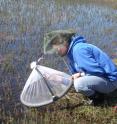 Lauren Culler, a postdoctoral researcher at Dartmouth's Dickey Center's Institute of Arctic Studies, studies Arctic mosquitoes, which develop in shallow temporary ponds of springtime snowmelt on the tundra, where their top predators are diving beetles.