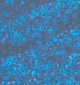 Ultrathin sheets of a new 2-D hybrid perovskite are square-shaped and relatively large in area, properties that should facilitate their integration into future electronic devices.